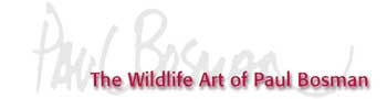  african wildlife art of paul bosman