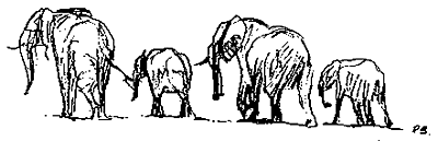 Paul Bosman Elephant sketch