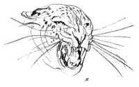 paul bosman leopard sketch.jpg (4675 bytes)