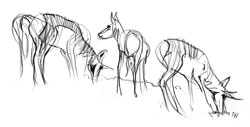 antelope.herd.jpg (7565 bytes)