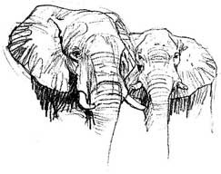 paul bosman elephant sketch.jpg (9895 bytes)