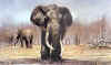 magnificent seven elephant prints.joao.jpg (22815 bytes)