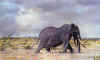 magnificent seven elephant prints.shawu.jpg (20940 bytes)