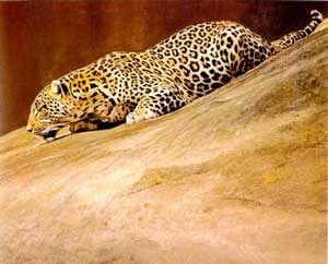 sloping leopard by Paul Bosman.jpg (13456 bytes)